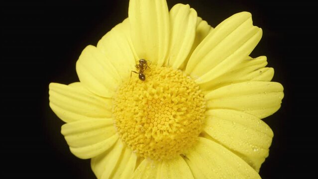 A top-down view of a yellow Anacyclus flower surrounded by droplets of water, with an ant crawling on it. Captured in close-up on a black background.