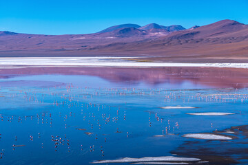 Wild fauna in the red lagoon in the bolivian altiplano