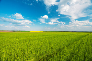 Fototapeta premium green wheat field in spring on a sunny day