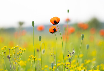 red poppy on a meadow in spring