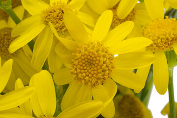 yellow meadow chamomile isolated