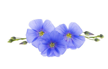 Flax flower isolated
