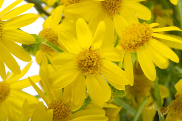 yellow meadow chamomile isolated