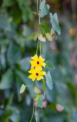 flower Blackeyed Susan Vine close-up