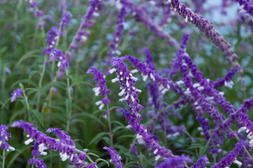 flower Slavia leucantha close-up
