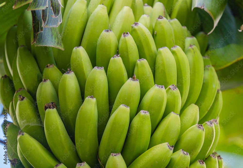 Canvas Prints bunch of green bananas close up