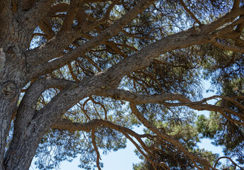 Fototapeta premium crown of branches of a large old pine