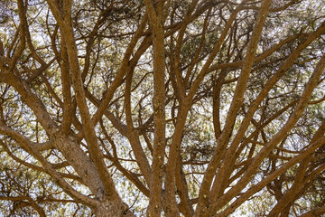 crown of branches of a large old pine