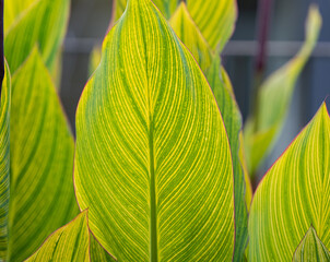 background of variegated leaves of Alpinia