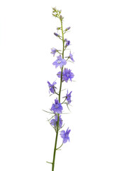 Obraz premium perennial delphinium flower isolated