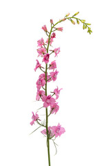 perennial delphinium flower isolated