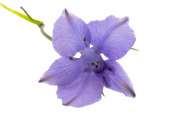 perennial delphinium flower isolated