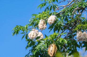 Ceiba pentandra with cotton fiber