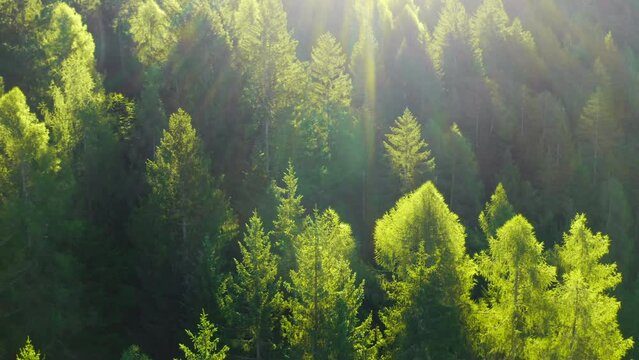 Bright sunlight illuminates the green coniferous treetops in the forest. Trees grow on forestry mountains in Italian Alps at sunset aerial view