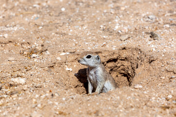 Obraz premium An adult female round-tailed ground squirrel, Xerospermophilus tereticaudus, posing by her burrow in the Sonoran Desert. Native wildlife, Pima County, Tucson, Arizona, USA.