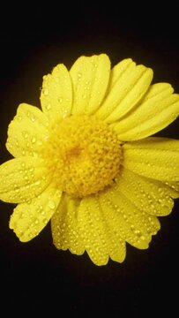 A top-down view of a spinning yellow Anacyclus flower surrounded by droplets of water, captured in close-up on a black background. Vertical video.