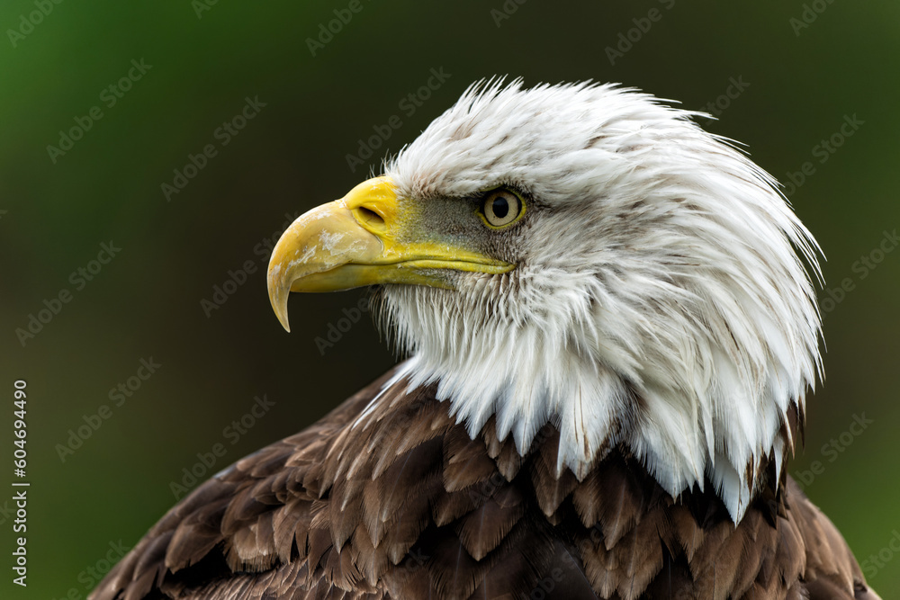 Canvas Prints Portrait of an Bald eagle or American eagle (Haliaeetus leucocephalus) in the Netherlands