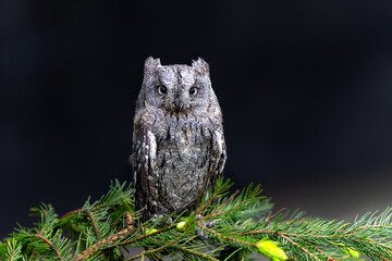 Eurasian scops owl (Otus scops) also known as the European scops owl or scops owl sitting on a branch in the Netherlands