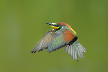 Obraz premium European bee-eater (Merops apiaster) in flight in Gelderland in the Netherlands.