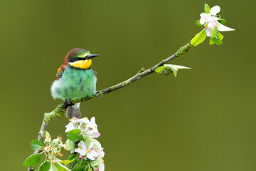 European bee-eater (Merops apiaster) sitting on a branch in an apple tree with flowers in Gelderland in the Netherlands.