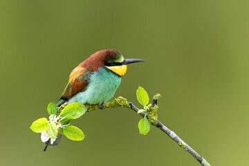 European bee-eater (Merops apiaster) sitting on a branch in an apple tree with flowers in Gelderland in the Netherlands.