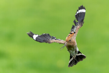 Eurasian hoopoe (Upupa epops) flying while searching for food in a meadow in the Netherlands © henk bogaard