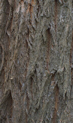 Details of the bark of maclura pomifera