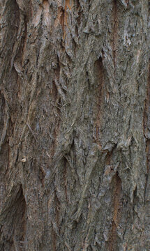 Details of the bark of maclura pomifera