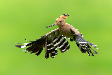Eurasian hoopoe (Upupa epops) flying while searching for food in a meadow in the Netherlands