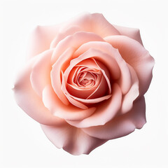 Pink rose isolated on white created with Generative AI technology