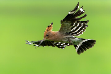 Eurasian hoopoe (Upupa epops) flying while searching for food in a meadow in the Netherlands