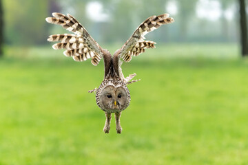 Ural owl (Strix uralensis) flying in the meadow in Gelderland in the Netherlands