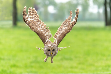 Ural owl (Strix uralensis) flying in the meadow in Gelderland in the Netherlands