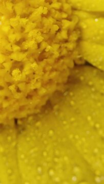 A yellow Anacyclus flower, surrounded by droplets of water, spins on a black background as the camera slowly moves upwards. Vertical video.