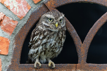 Little owl (Athene noctua) sitting in a window of a  barn in Gelderland in te Netherlands