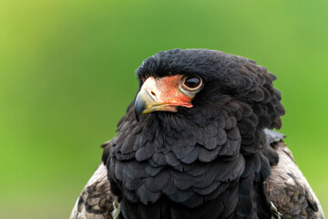 Portrait of a Bateleur Eagle (Terathopius ecaudatus) in Gelderland in the Netherlands