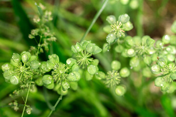 Close-up of water droplets on the green leaves