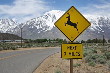Deer Crossing Warning Sign Along Rural Road