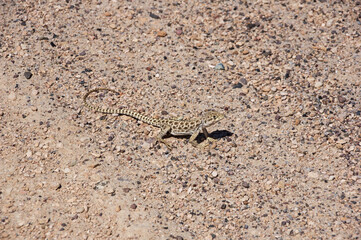 Long Nosed Leopard Lizard