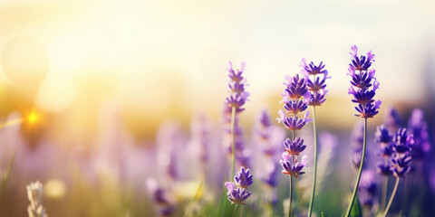 Obraz premium Lavender field in the morning. Lavender flowers. Beautiful Floral background for greeting card for Birthday, Wedding, Mother's day. Generative ai illustration