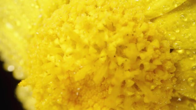 A macro shot of a yellow Anacyclus flower covered in water droplets as it spins.