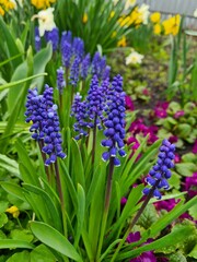 blooming blue muscari with green leaves