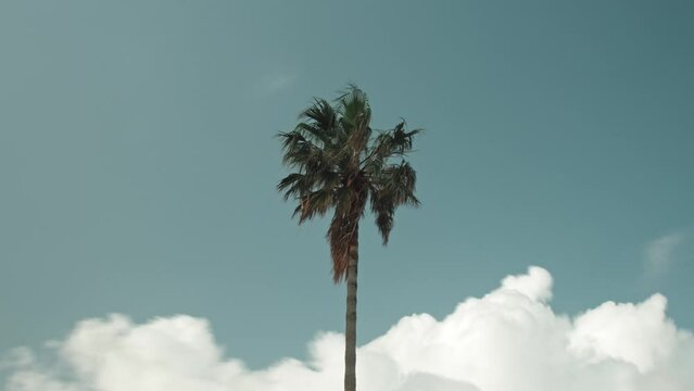 Alone palm tree and clouds motion on blue sky, time lapse shot