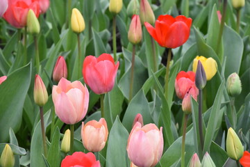 Obraz premium Timeless Tulips: A Colorful Symphony of Spring