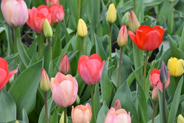 Timeless Tulips: A Colorful Symphony of Spring