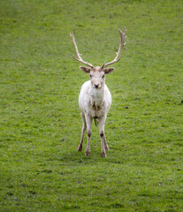 View of a white fallow deer stag.