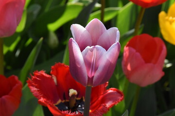 Naklejka premium Timeless Tulips: A Colorful Symphony of Spring