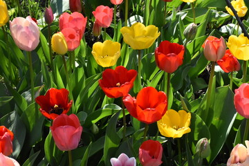 Timeless Tulips: A Colorful Symphony of Spring
