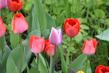 Timeless Tulips: A Colorful Symphony of Spring