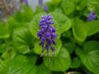 blooming blue muscari with green leaves